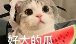 网红吃瓜像猩猩的是谁,揭秘“像猩猩”的吃瓜达人