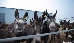 二驴爆料聊城事件视频最新,揭秘聊城事件背后惊人真相